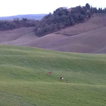 Crete Senesi كاستيلْنْوافو بيراردين